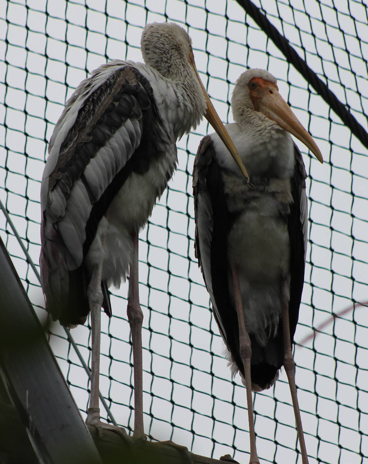 Painted storks