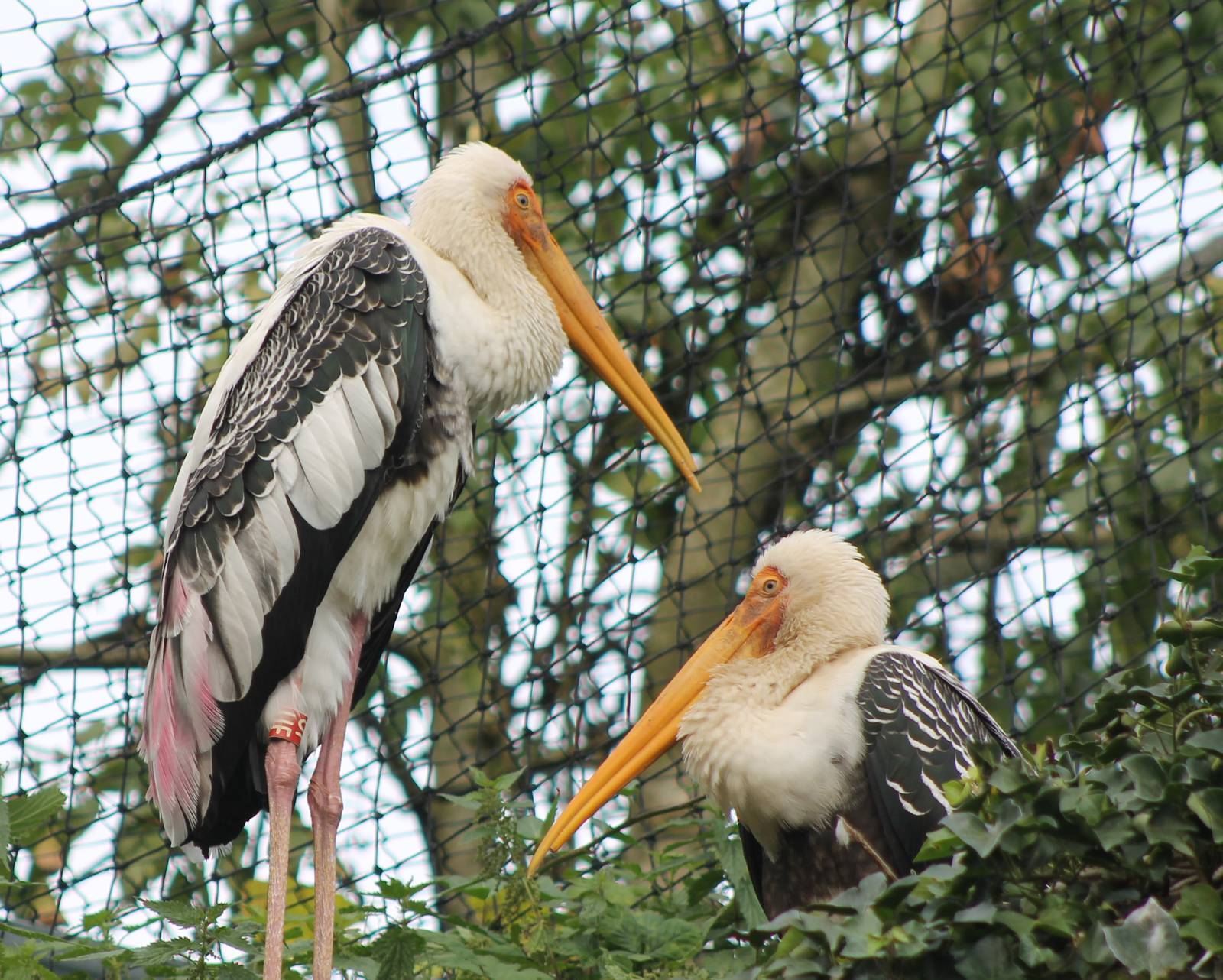 Painted storks