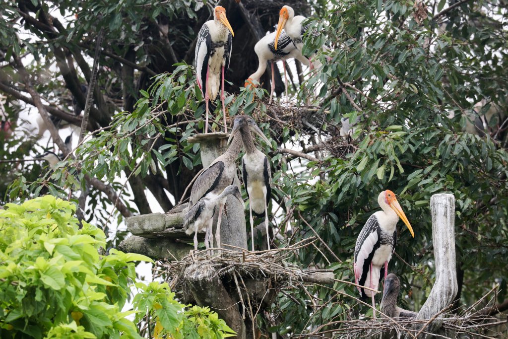 Painted Storks
