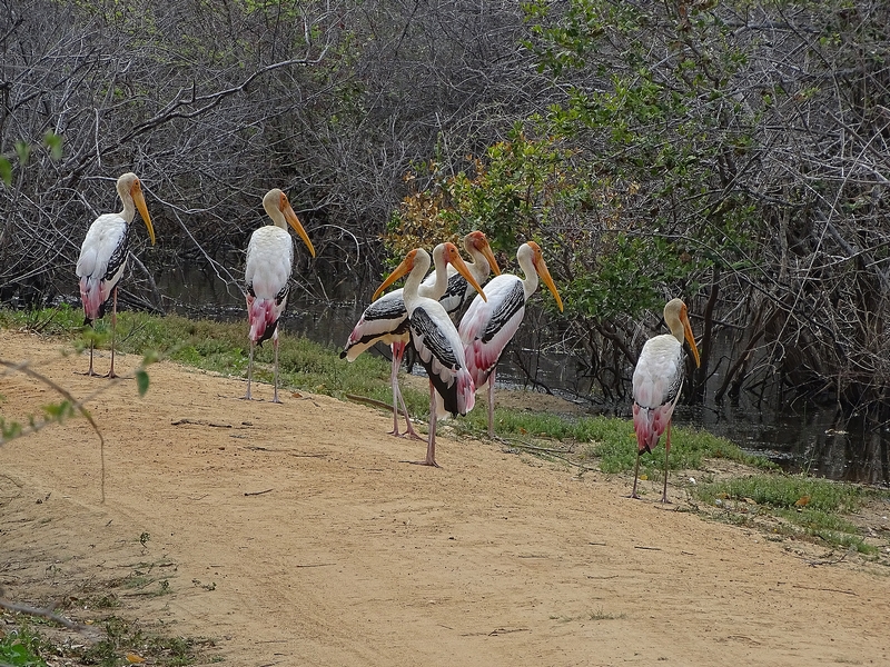 Painted storks