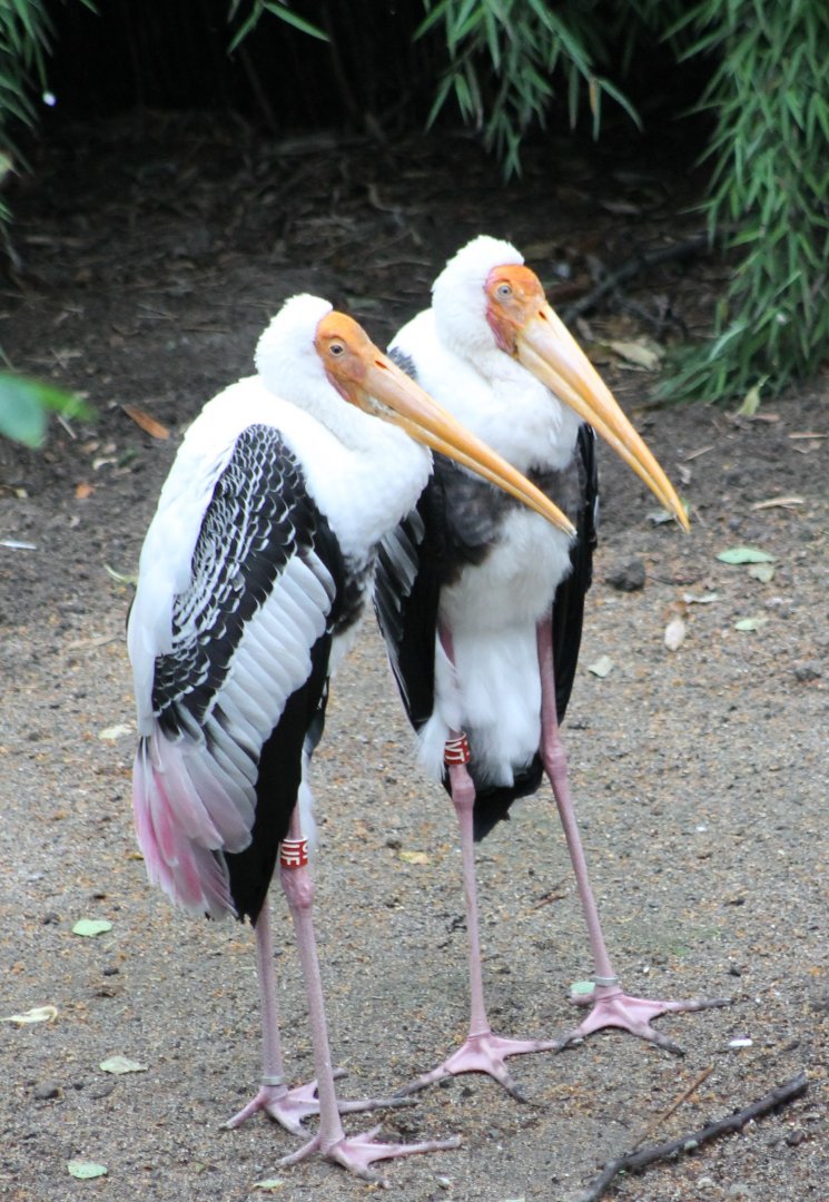 Painted storks
