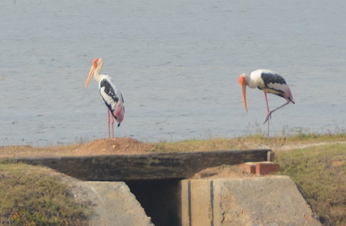 Painted storks