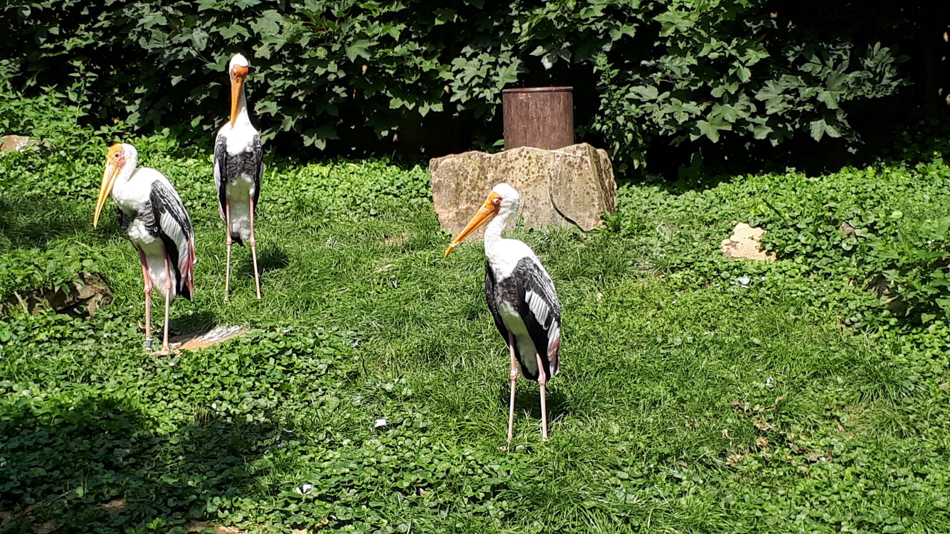 Painted storks
