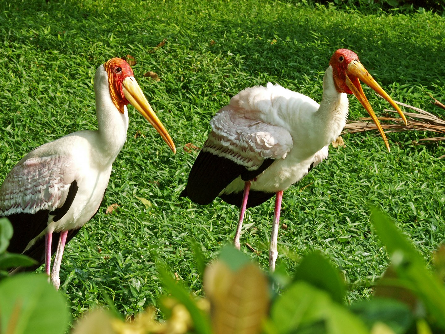 Painted storks