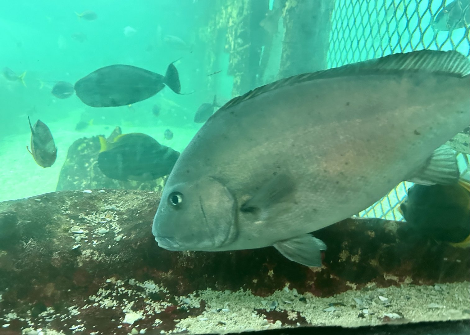 Painted sweetlips (Diagramma labiosum)