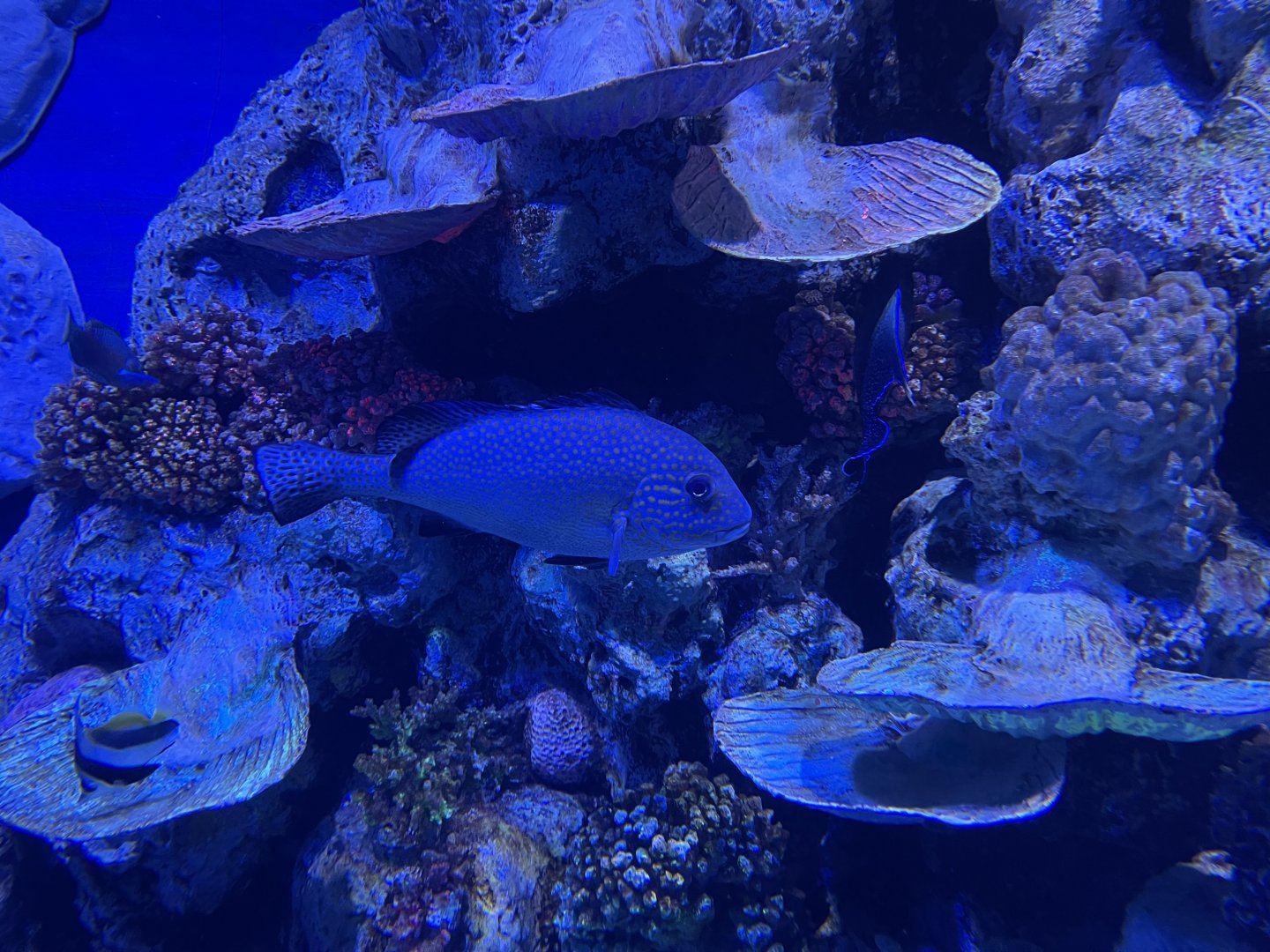 painted sweetlips (diagramma pictum) - BX Sea