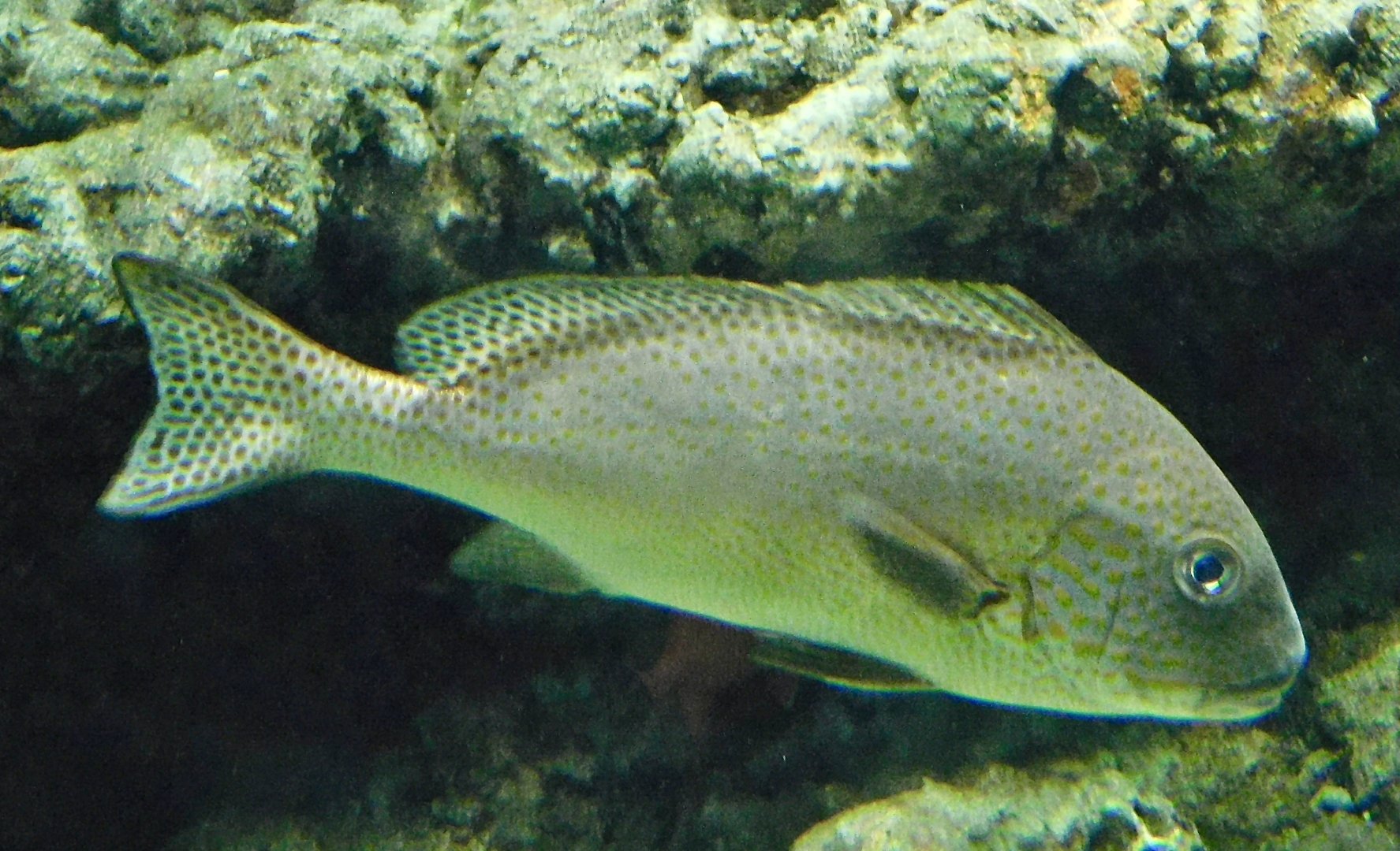 Painted Sweetlips (Diagramma pictum) November 8, 2025