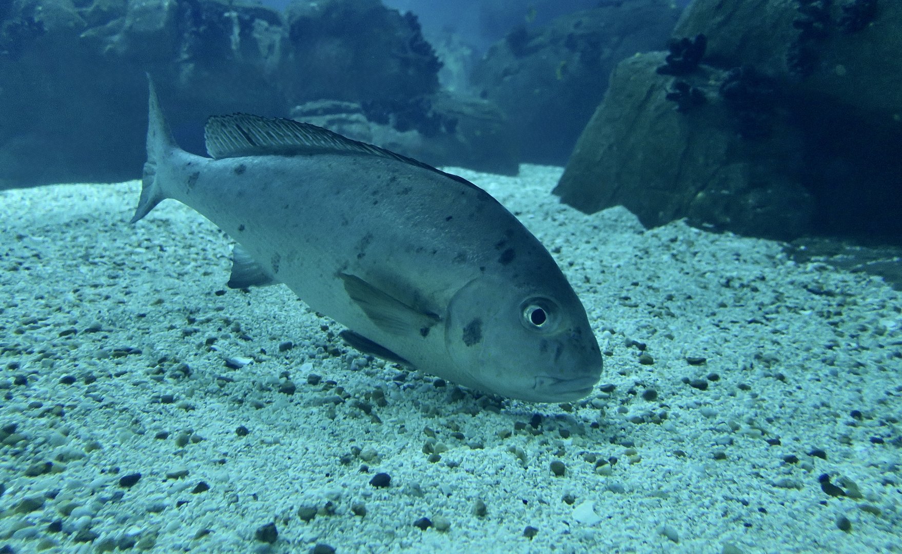 Painted Sweetlips (Diagramma pictum)