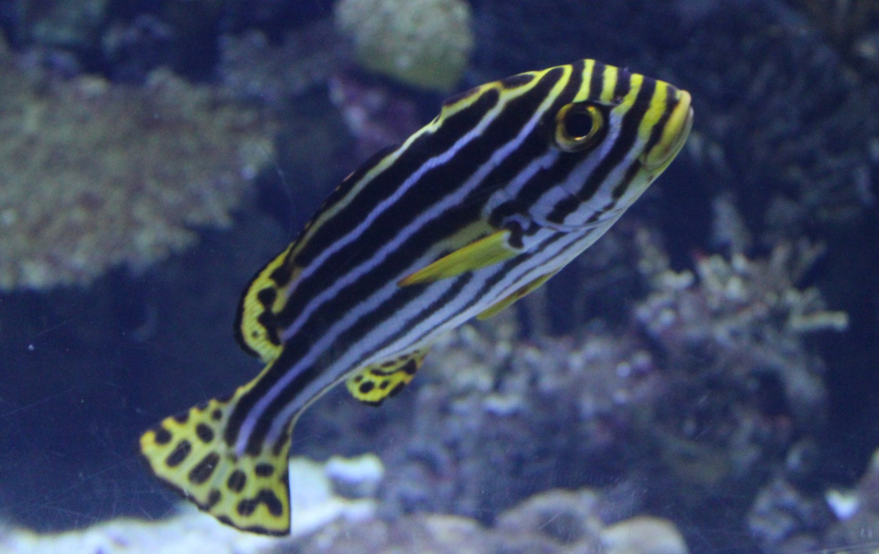 Painted sweetlips - Plectorhinchus pictus