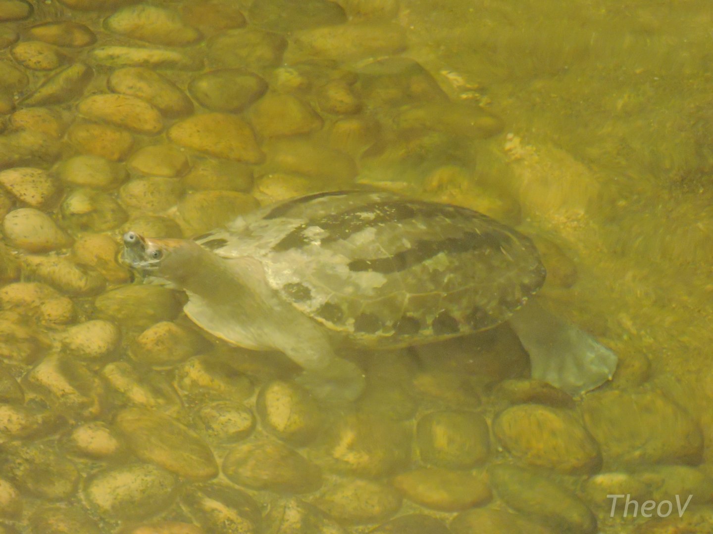 Painted terrapin [2015]