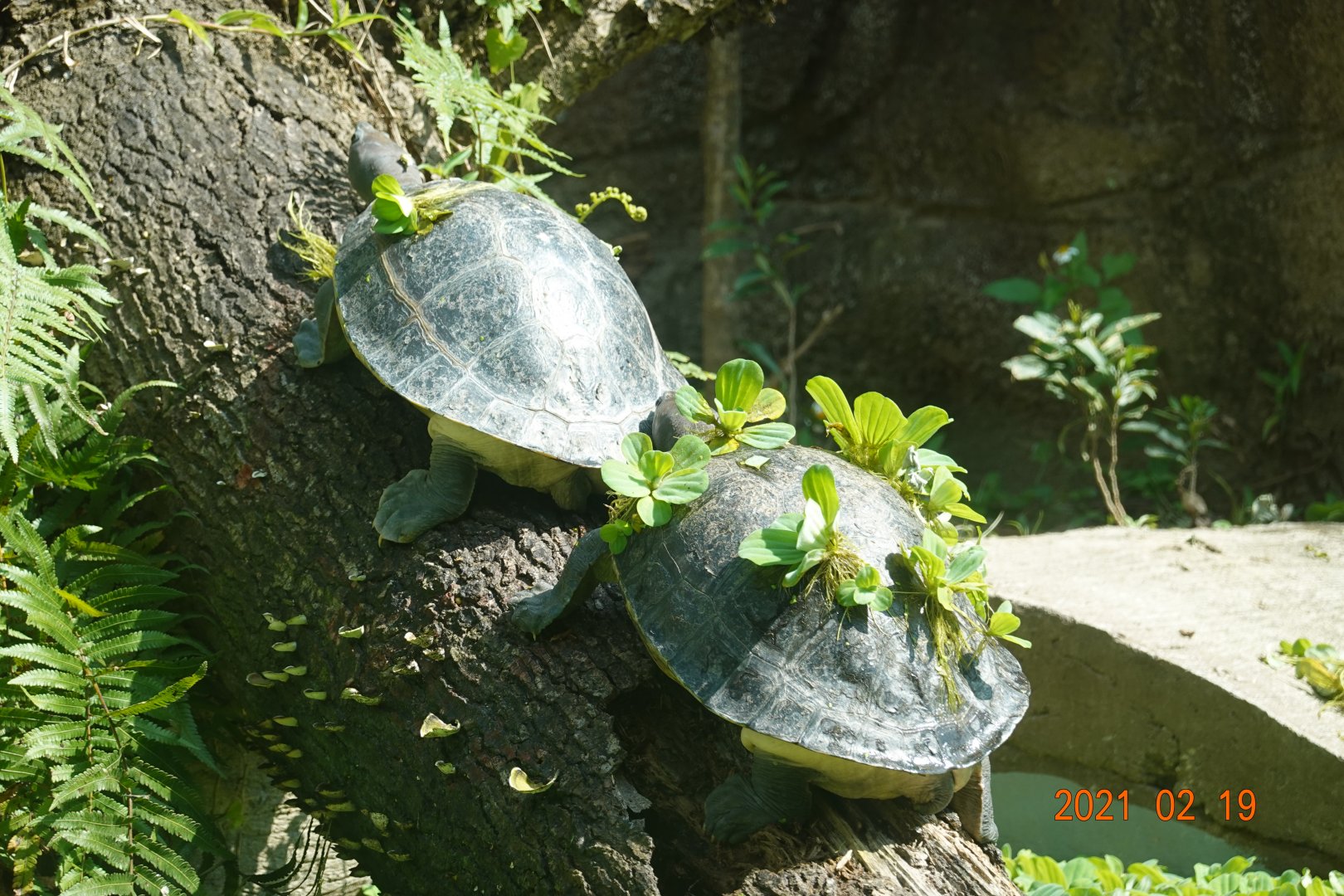 Painted Terrapin (Batagur borneoensis)