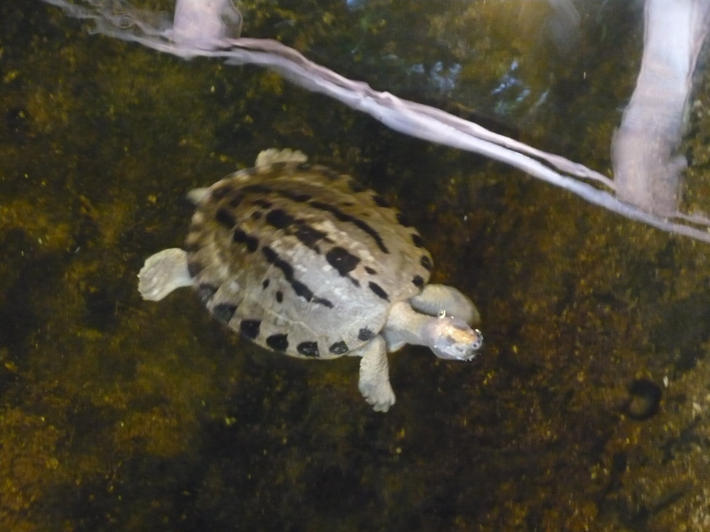 Painted terrapin (Batagur borneoensis)