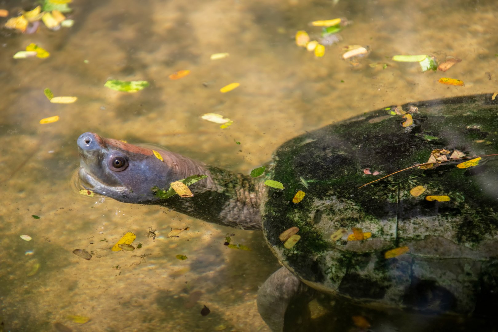Painted terrapin (Batagur borneoensis)