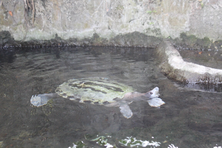 Painted terrapin (Batagur borneoensis)