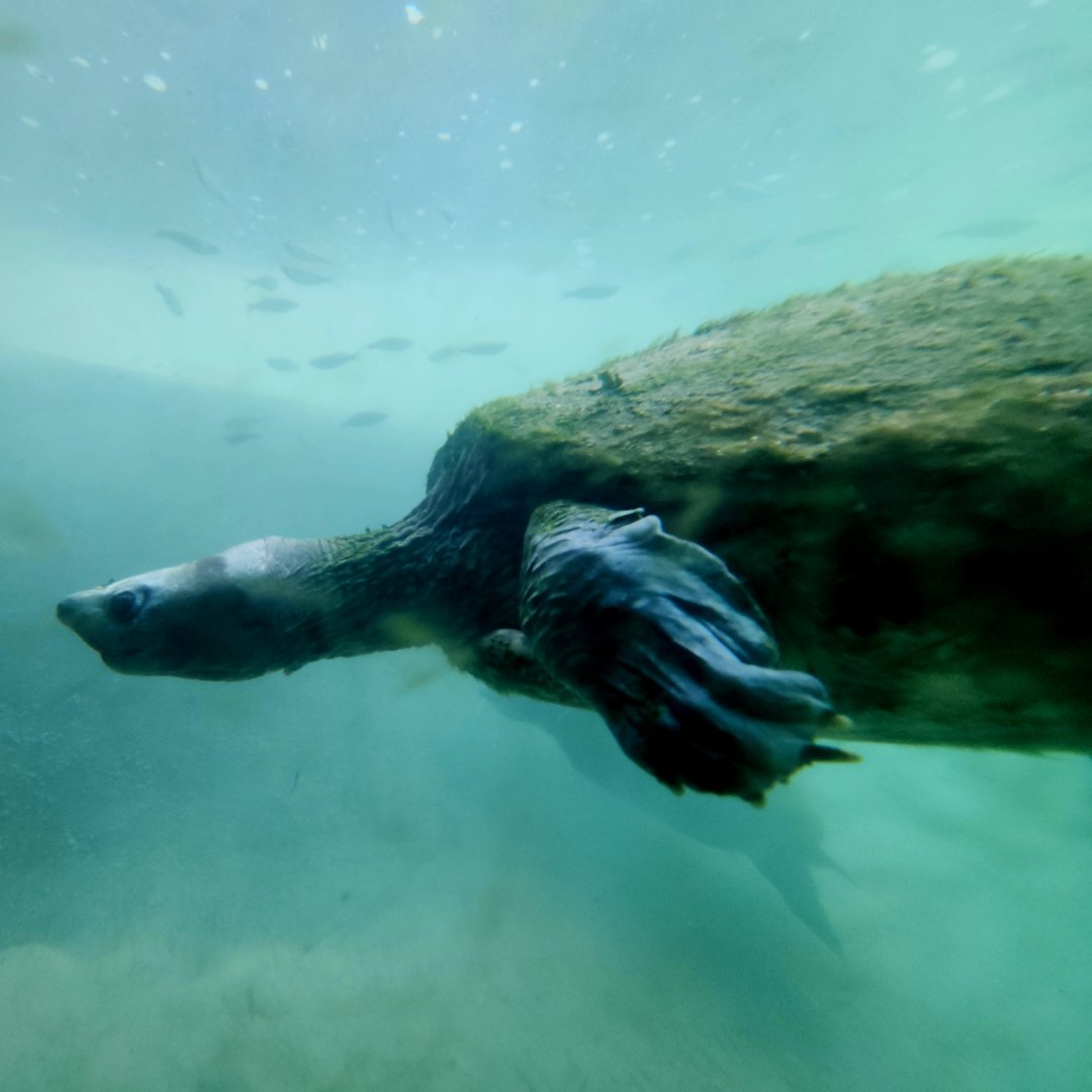 Painted Terrapin (Batagur borneoensis)