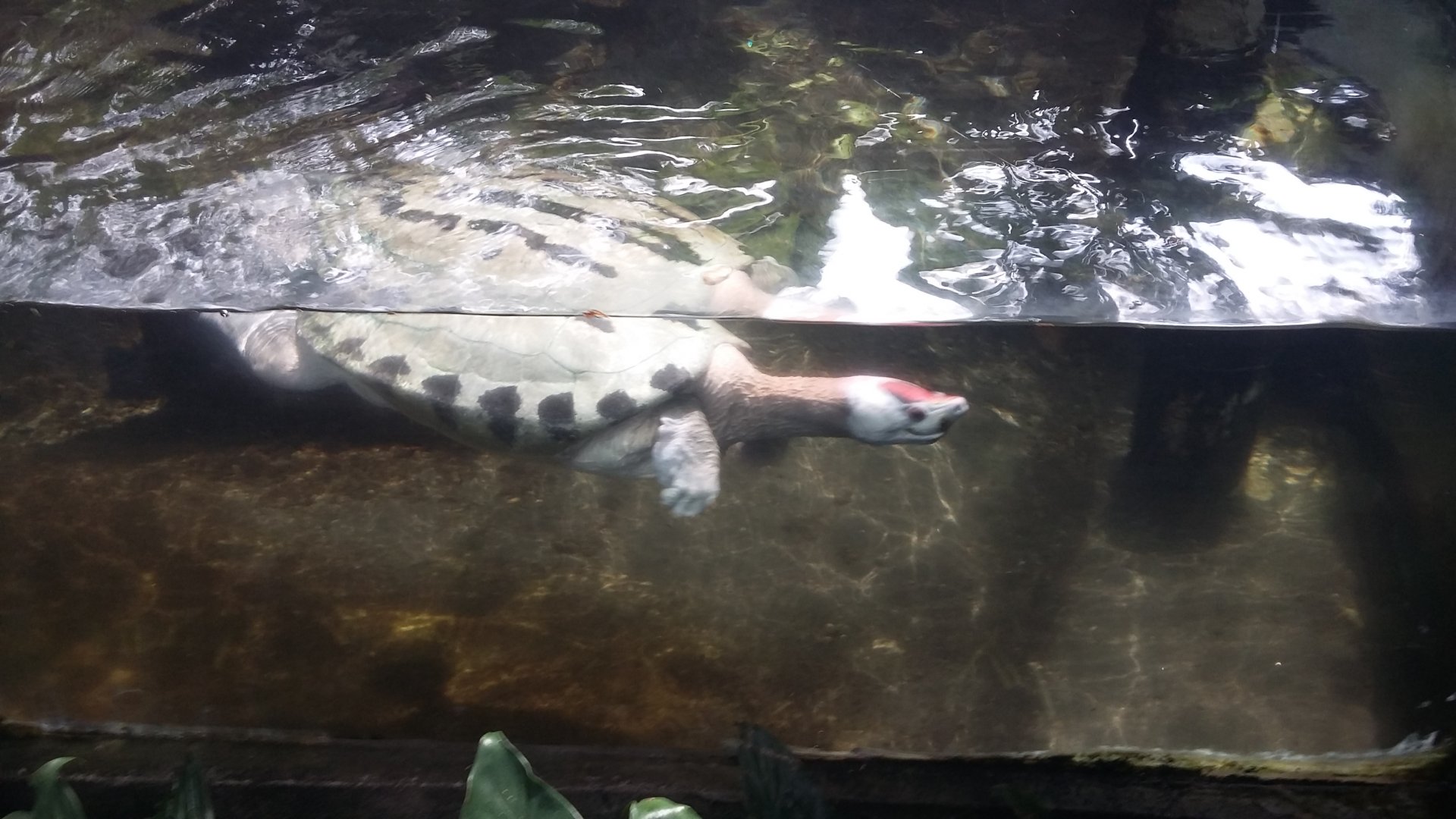 Painted terrapin (Batagur borneoensis)