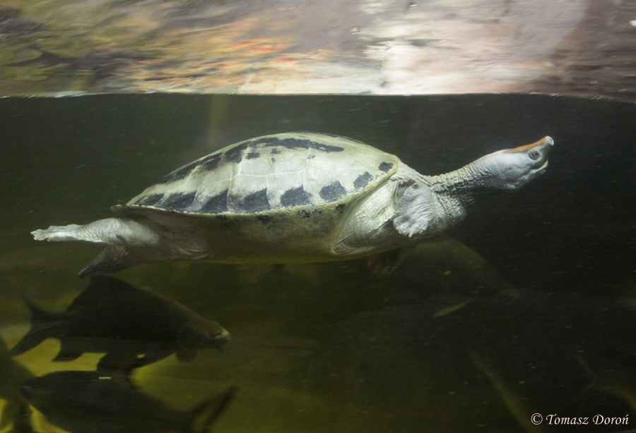 Painted Terrapin (Callagur borneoensis)