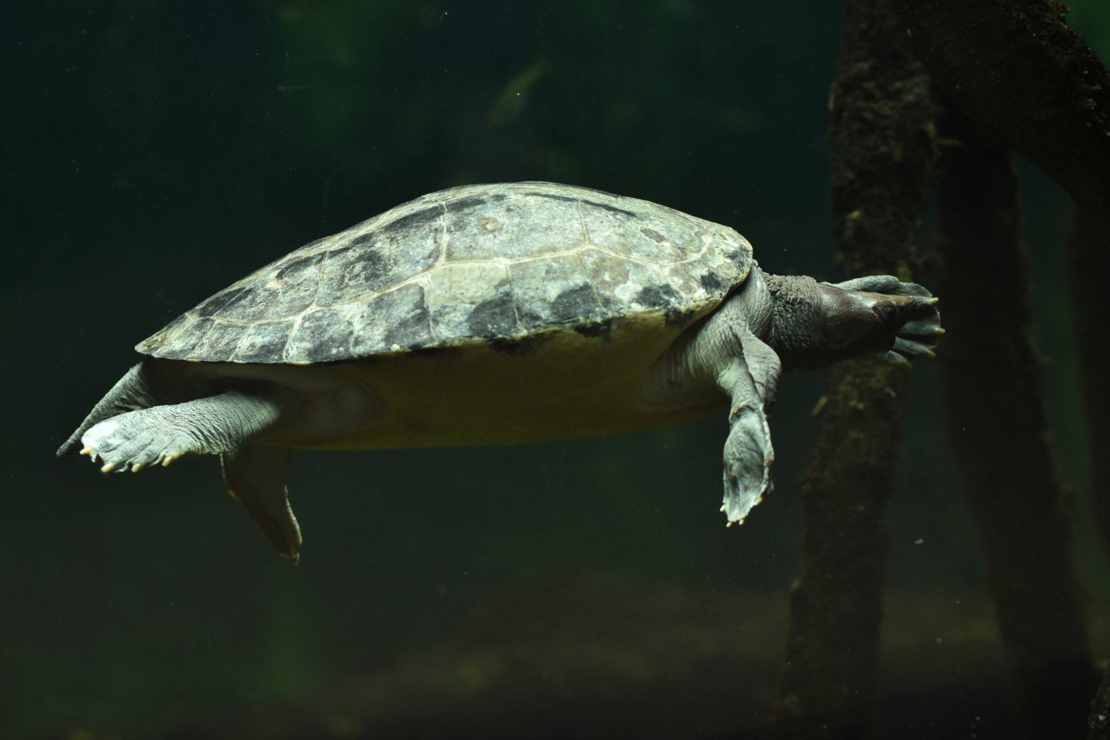 Painted terrapin (Callagur borneoensis)