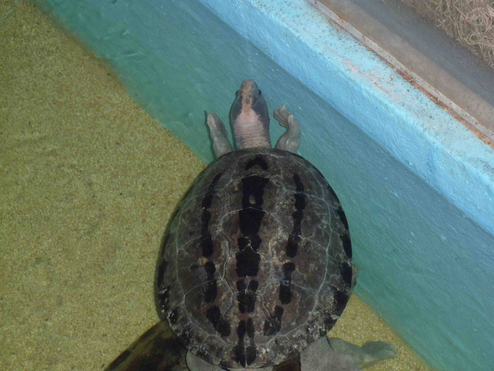 Painted terrapin, May 2013.