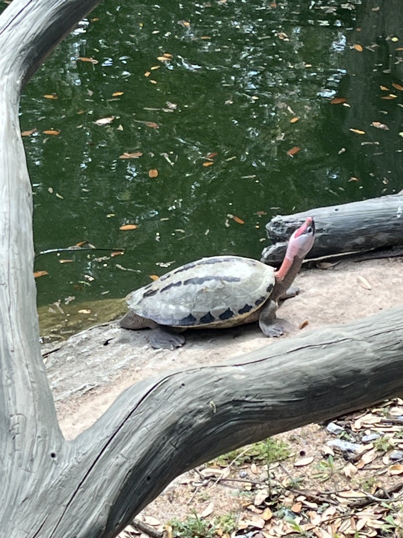 Painted Terrapin