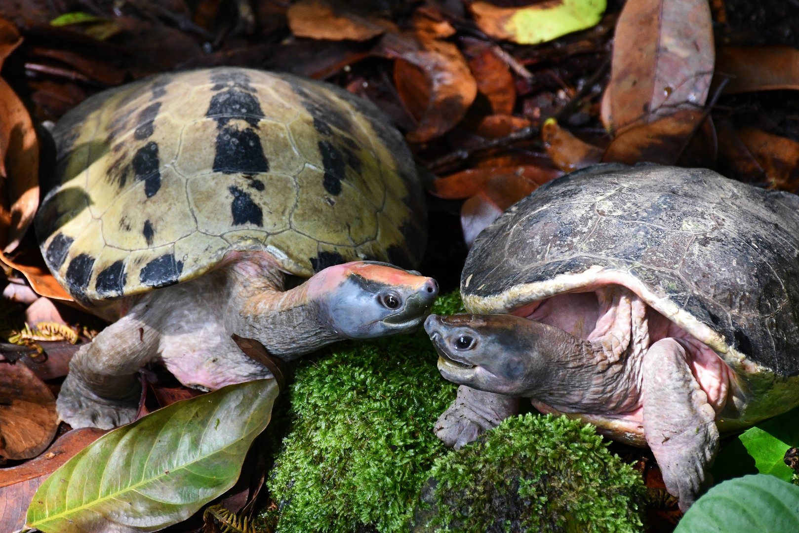 Painted Terrapins (Batagur borneoensis)