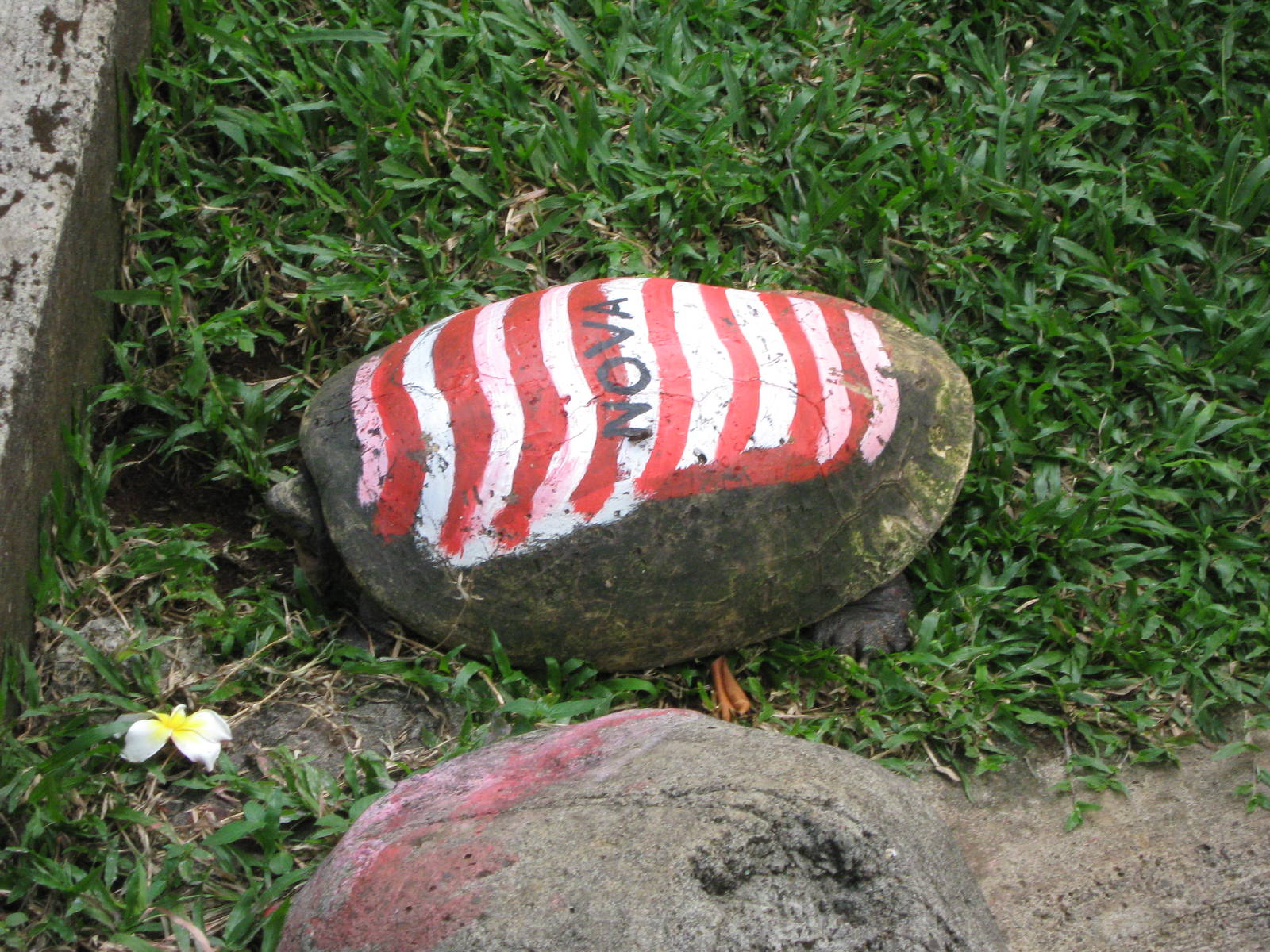 painted turtle at the Reptile Park