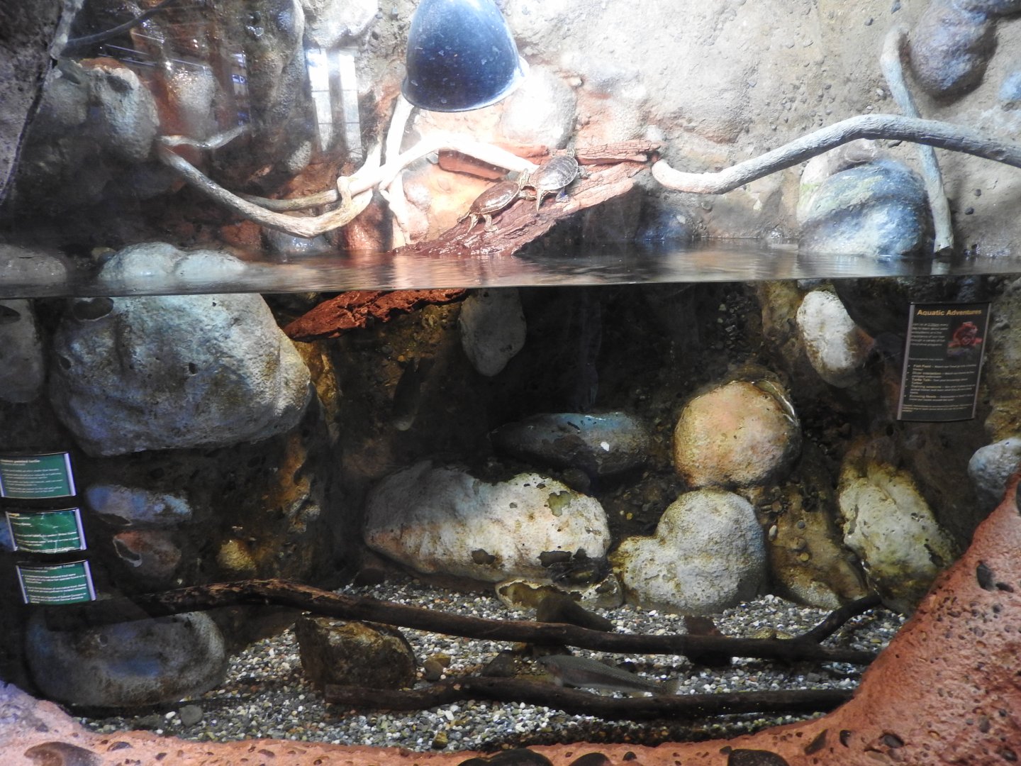 Painted Turtle/Bluegill/young trout exhibit
