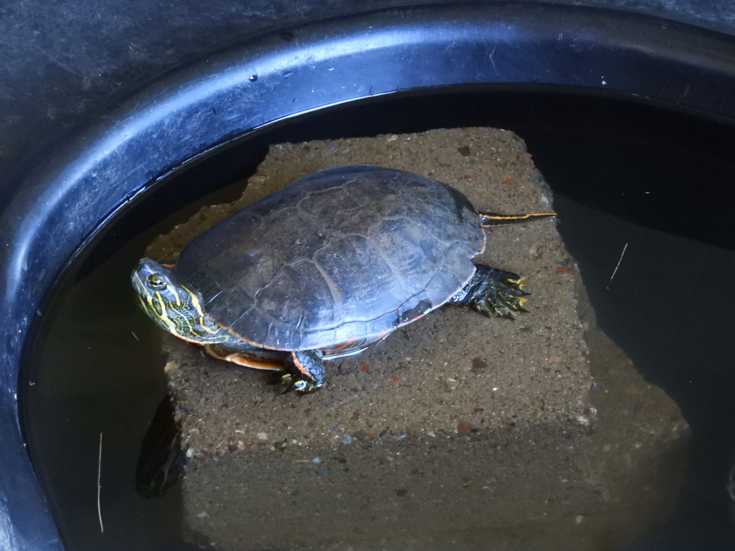 Painted Turtle (Chrysemys picta)