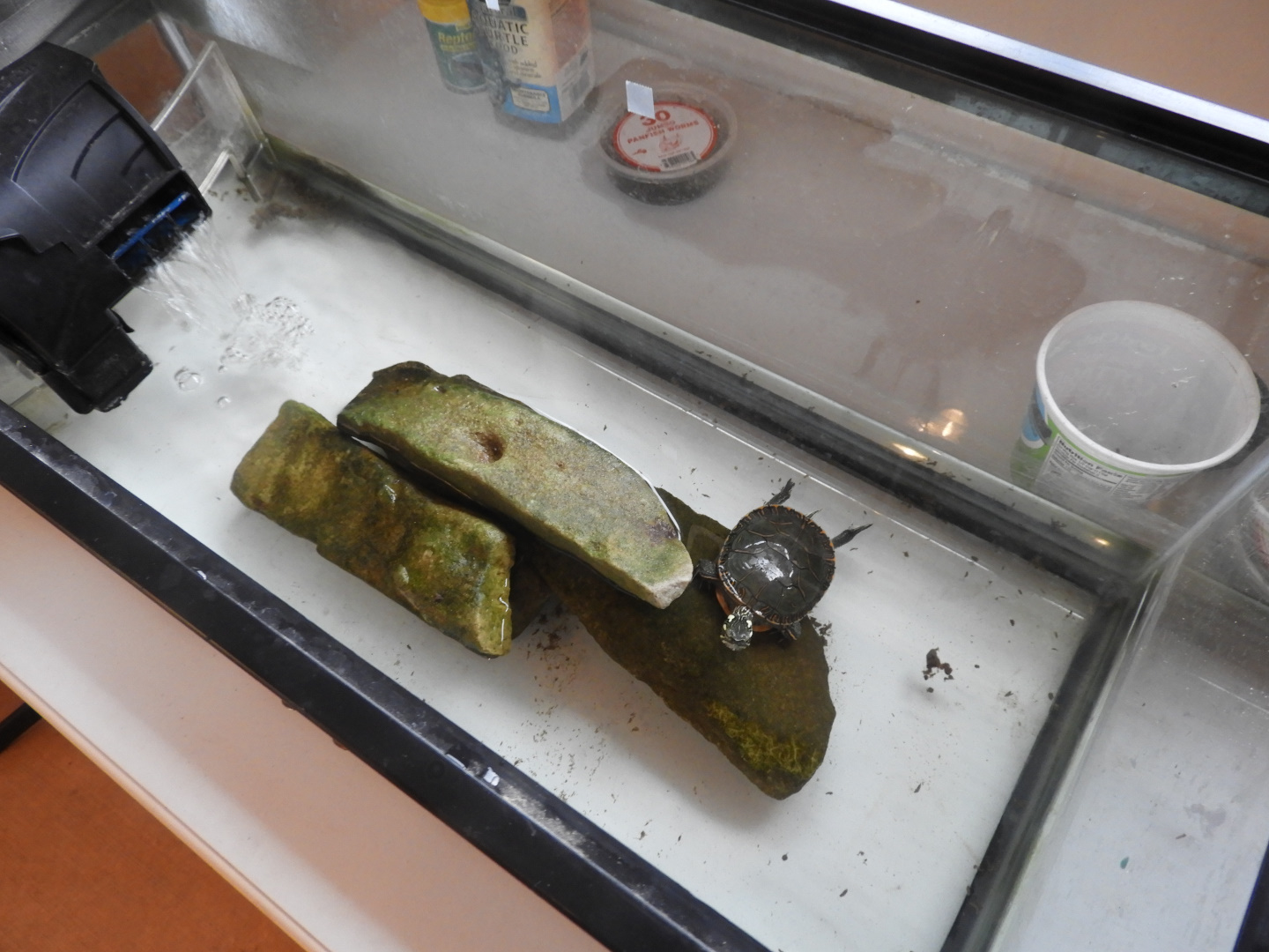 Painted Turtle exhibit - Butterfly Gardens of Wisconsin