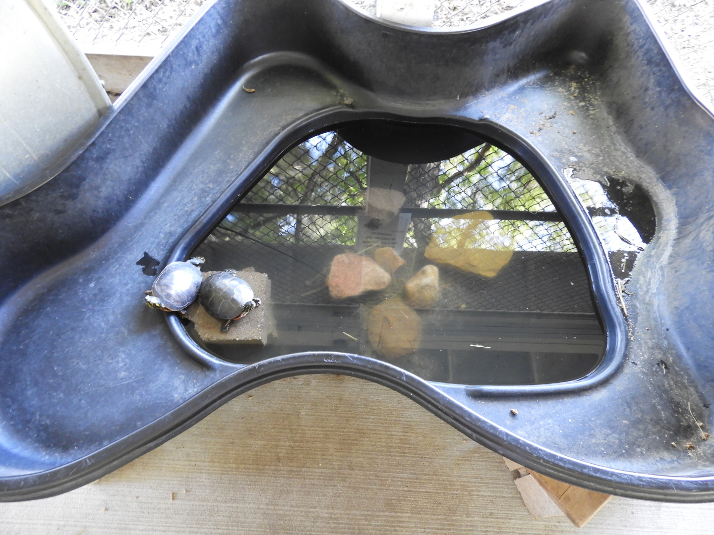 Painted Turtle exhibit - Children's Petting Zoo - Wisconsin Rapids Municipal Zoo