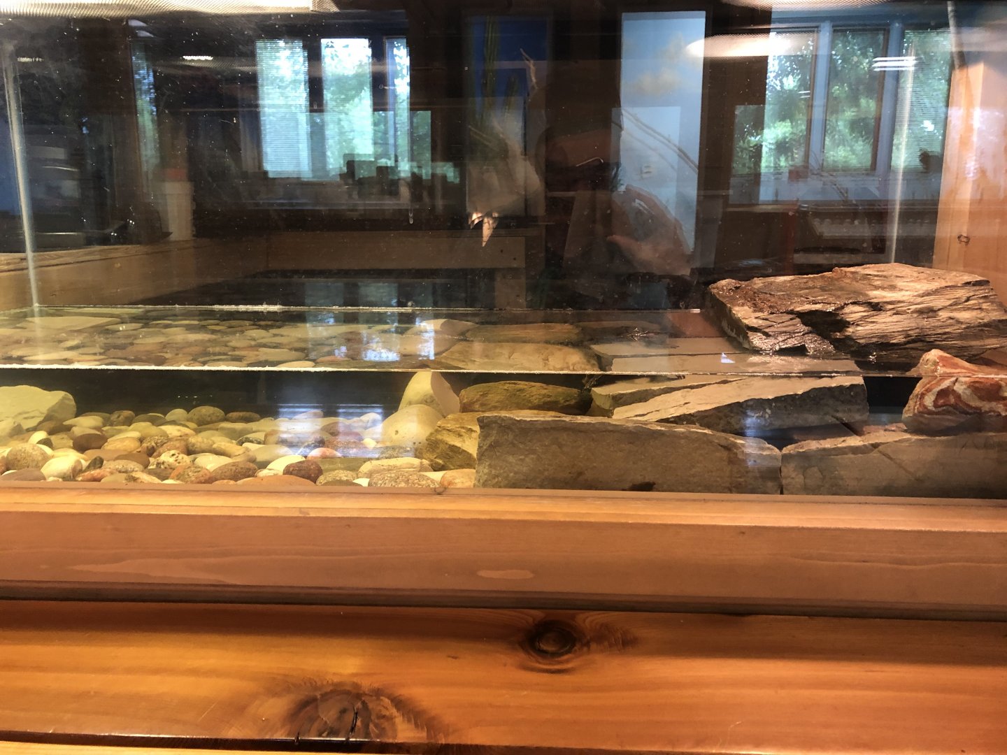 Painted Turtle exhibit - Educational Center