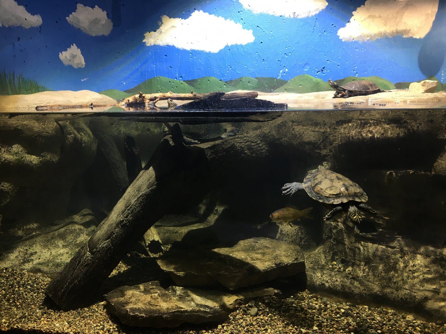 Painted Turtle Exhibit