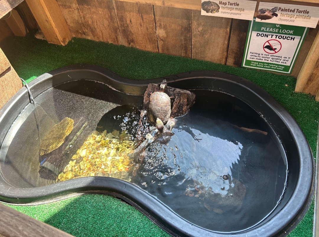 Painted Turtle/Northern Map Turtle (Outdoor Discovery Center, Holland, MI, 8/8/25)