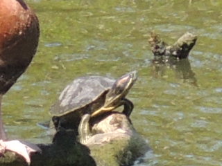 painted turtle or chicken turtle