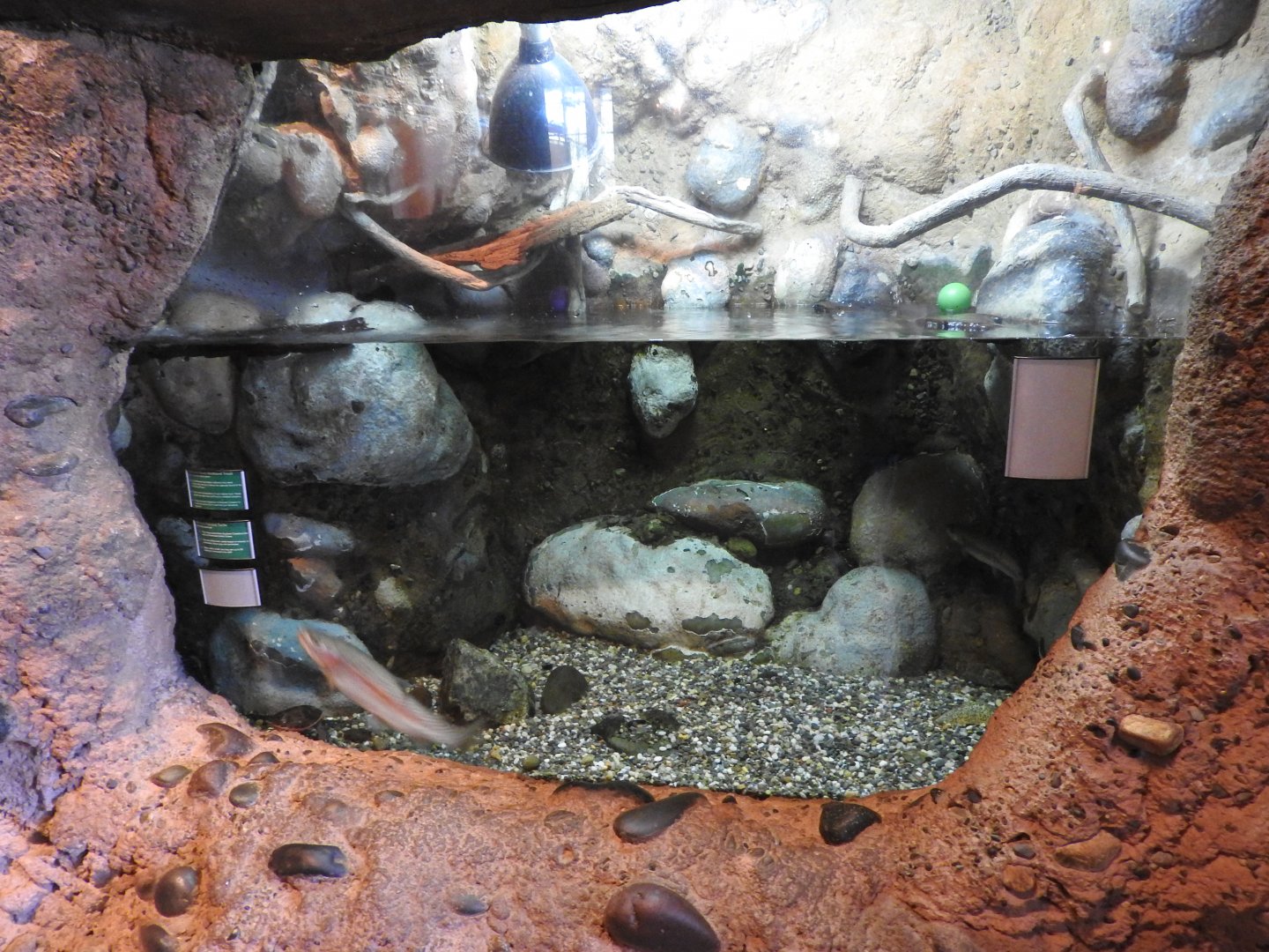 Painted Turtle/Redband Trout Tank