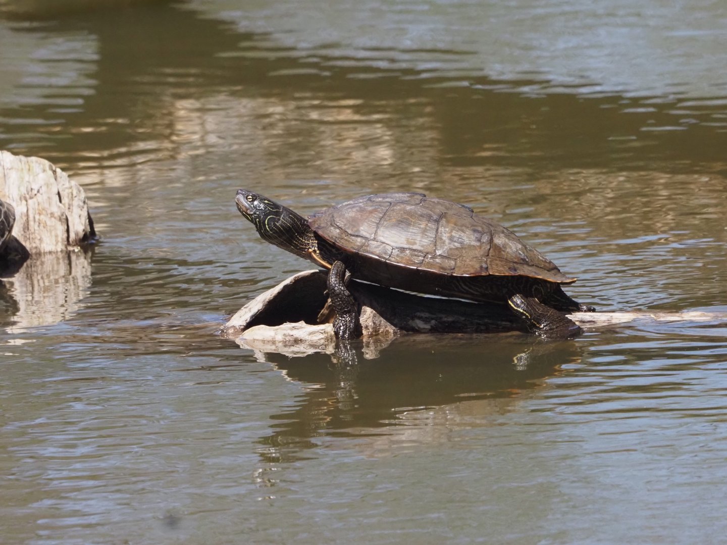 Painted Turtle (Wild)