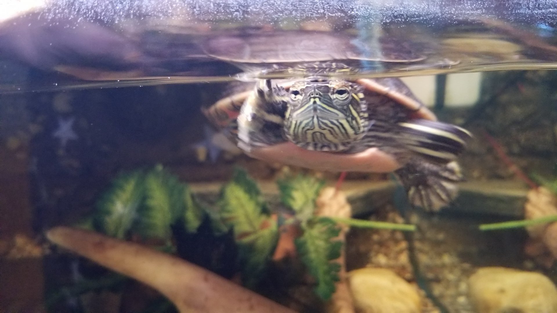Painted Turtle