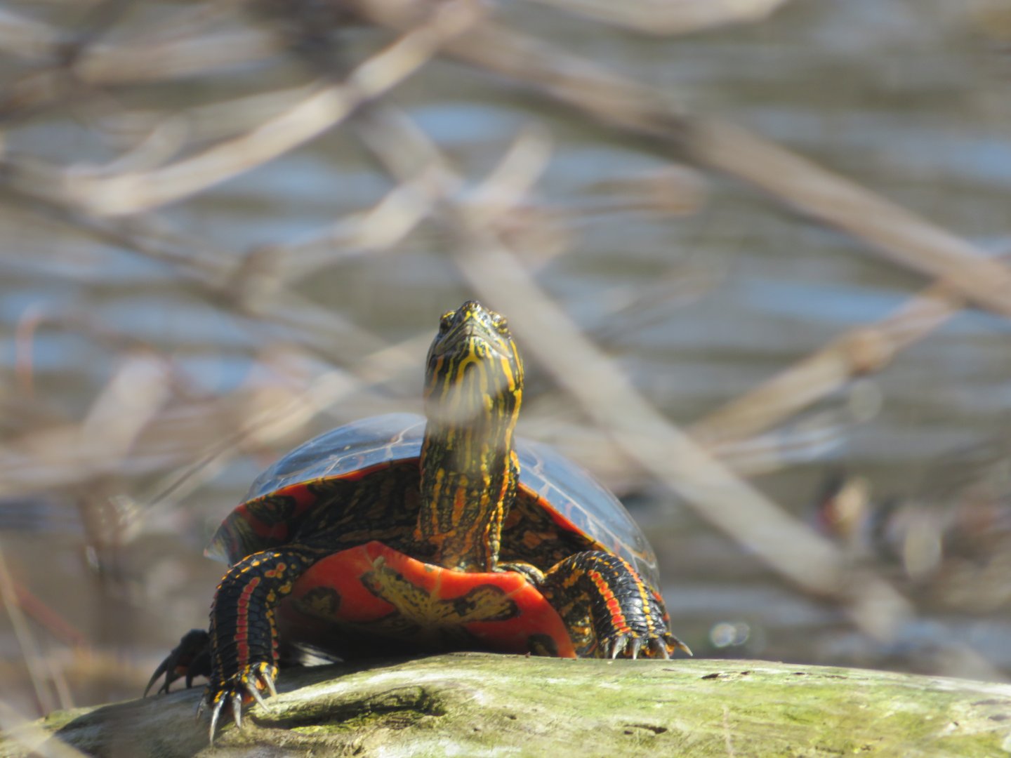 Painted turtle