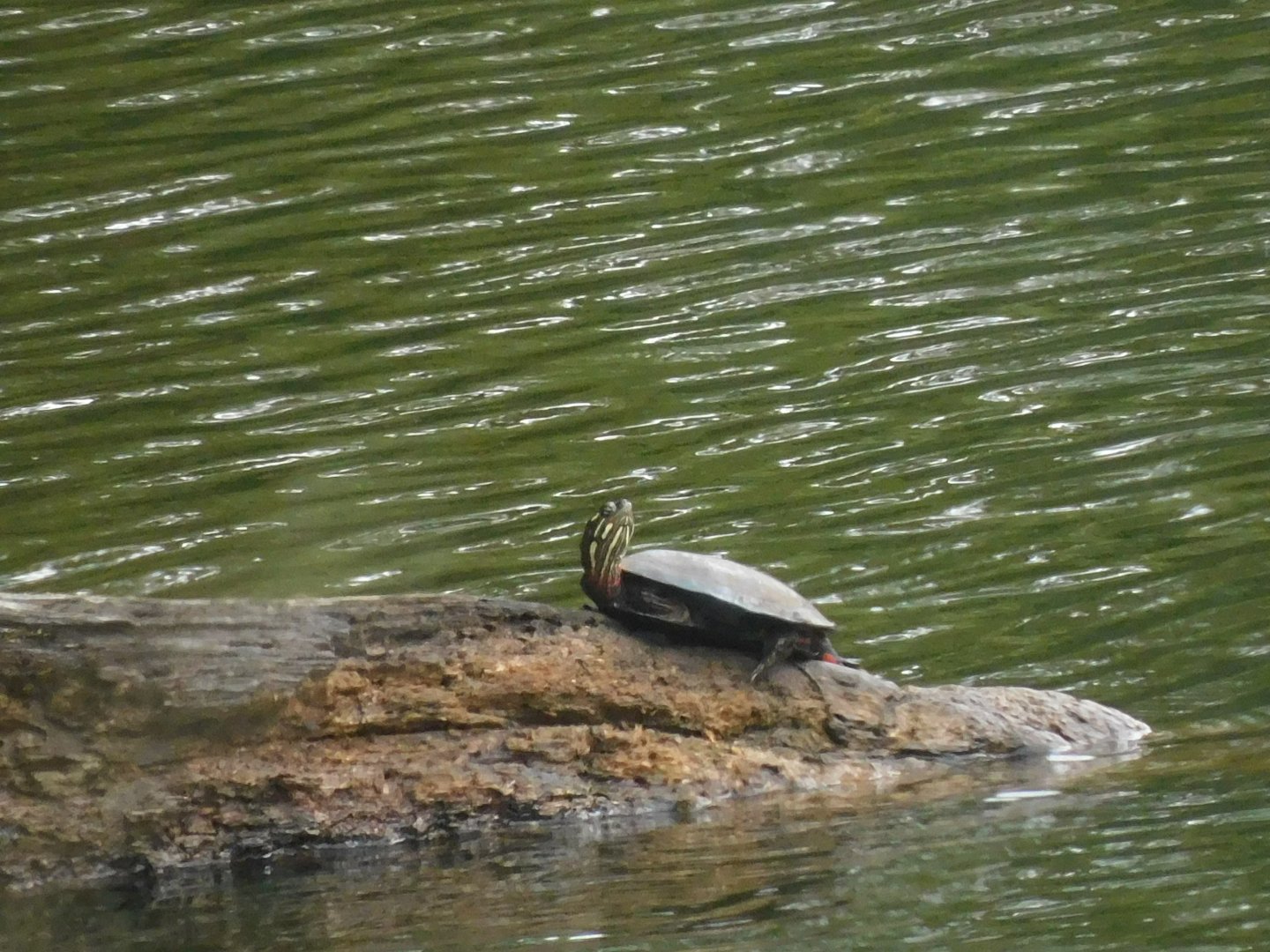 Painted turtle