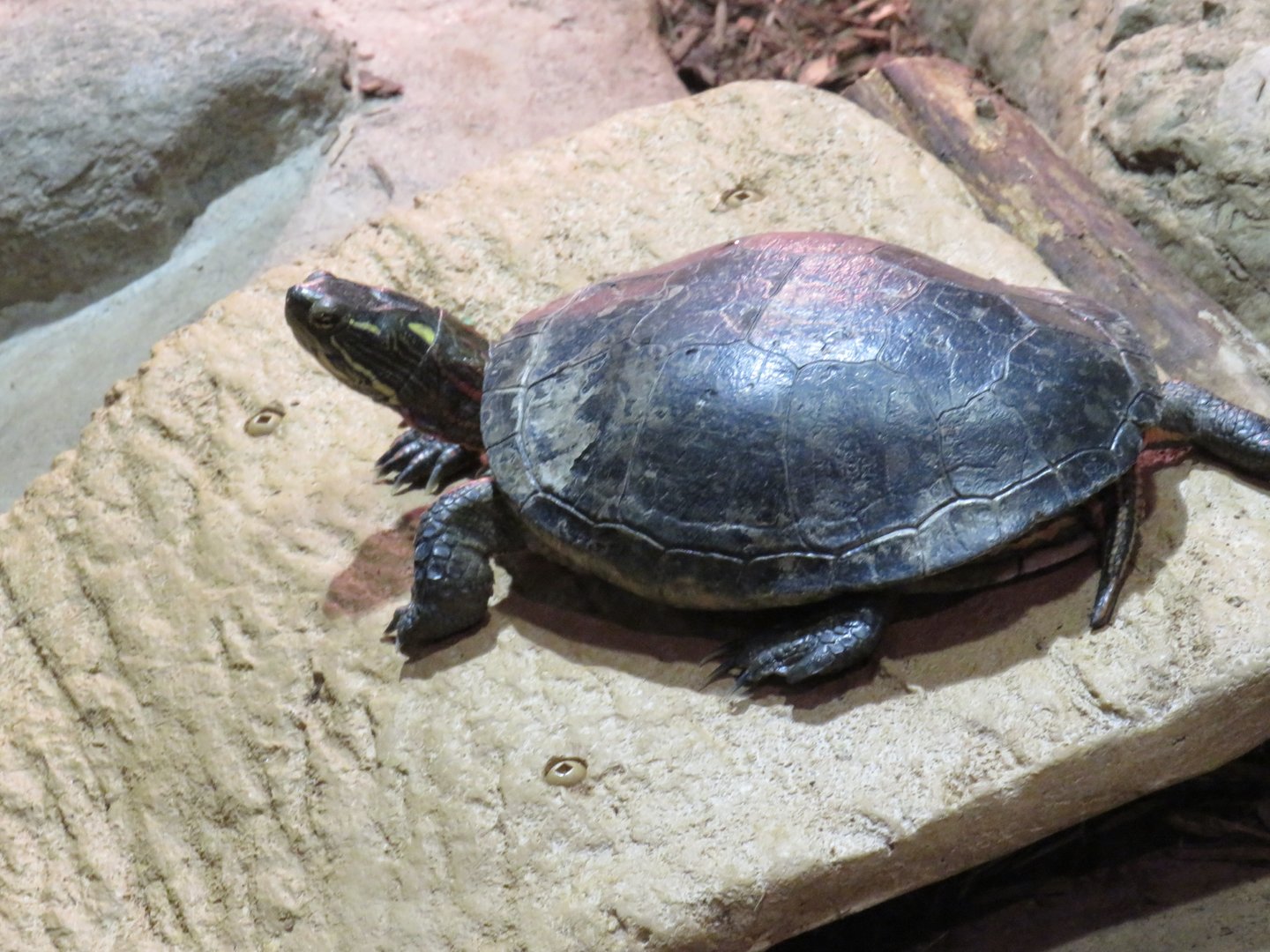 Painted turtle