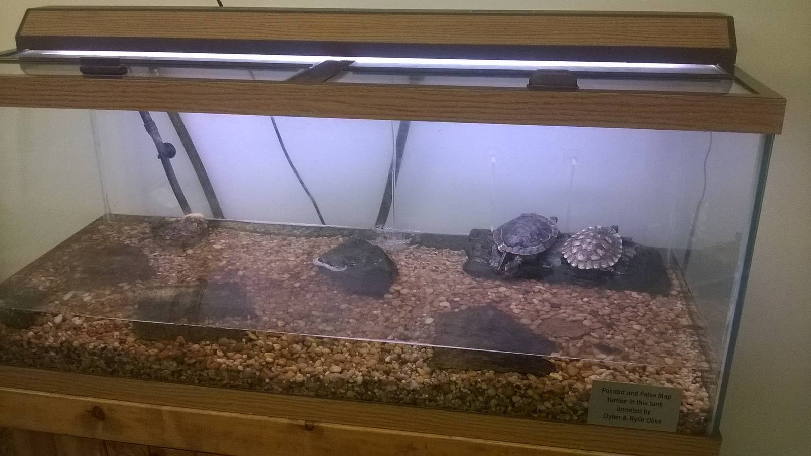 Painted Turtles and False Map Turtles