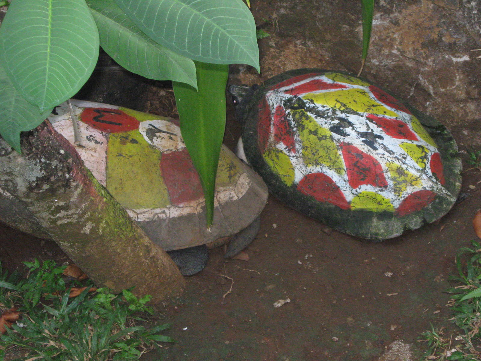 painted turtles at the Reptile Park