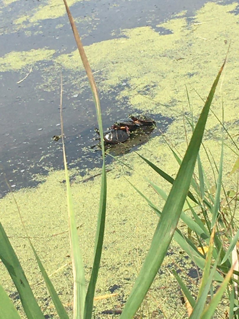 Painted Turtles, Cape May County, NJ
