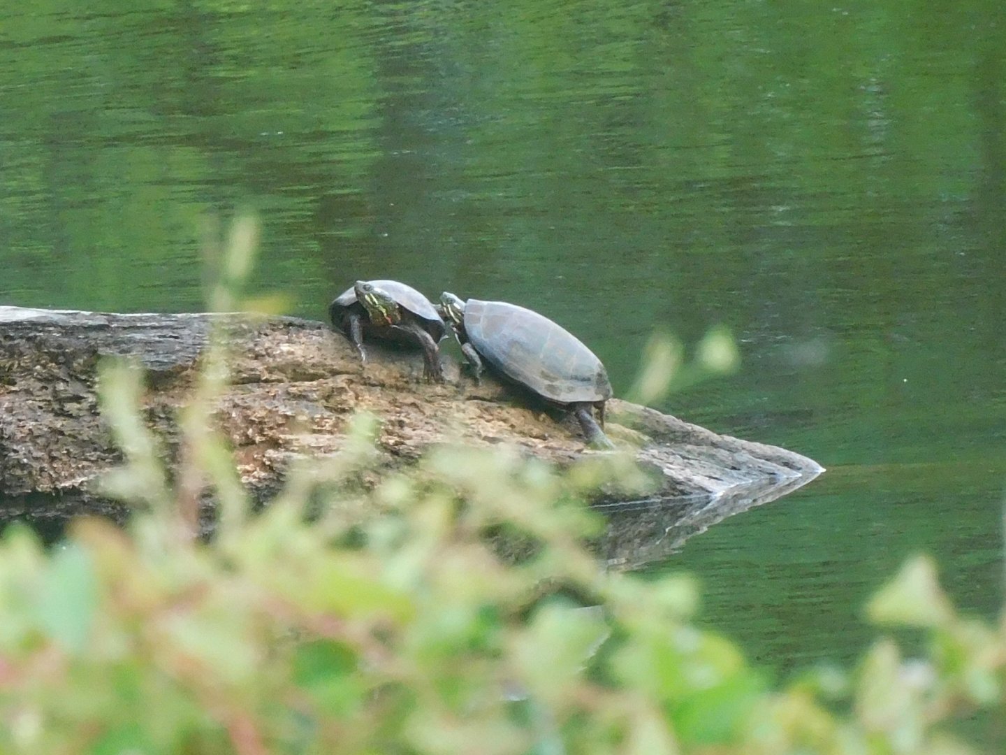 Painted turtles