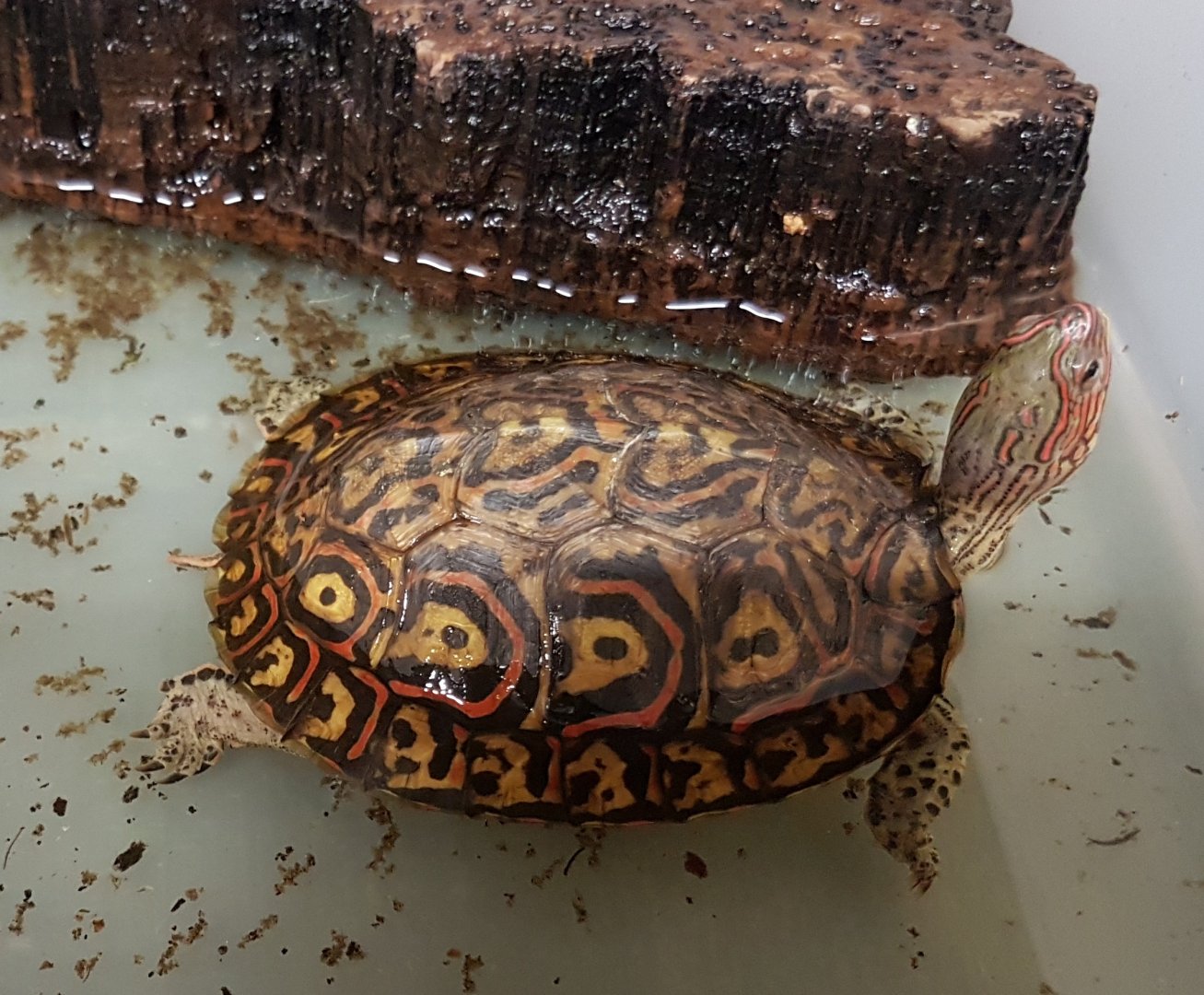 Painted wood turtle - Rhinoclemmys pucherrima