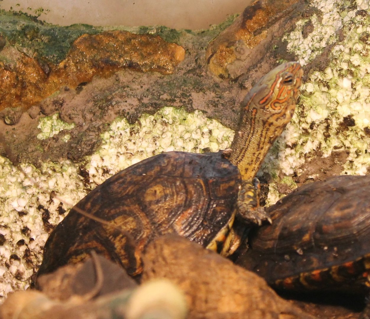 Painted wood turtle - Rhinoclemmys pulcherrima