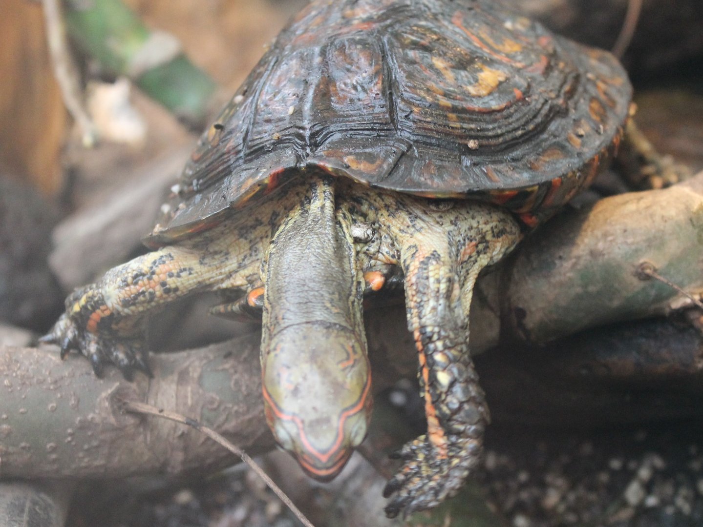 Painted wood turtle - Rhinoclemmys pulcherrima