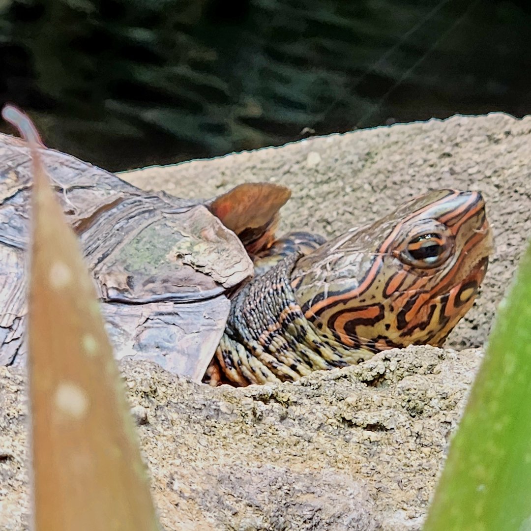 Painted Wood Turtle (Rhinoclemmys pulcherrima)
