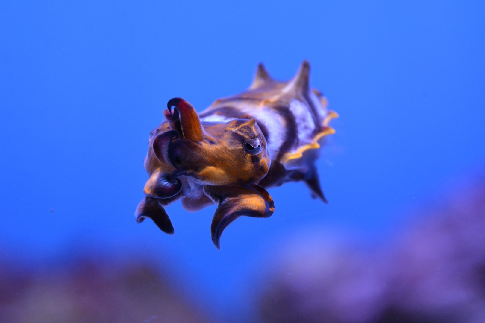 Paintpot cuttlefish (Metasepia tullbergi)