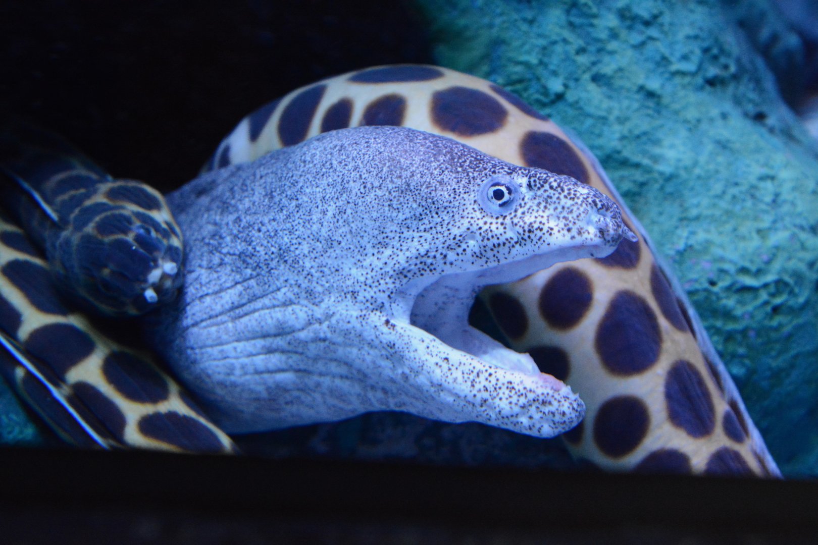 Paintspotted moray (Gymnothorax pictus)